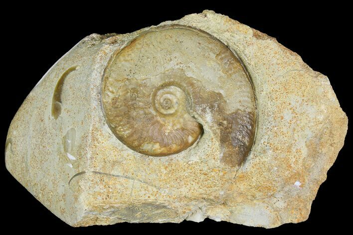 Jurassic Ammonite (Graphoceras) Fossil - Dorset, England #171257